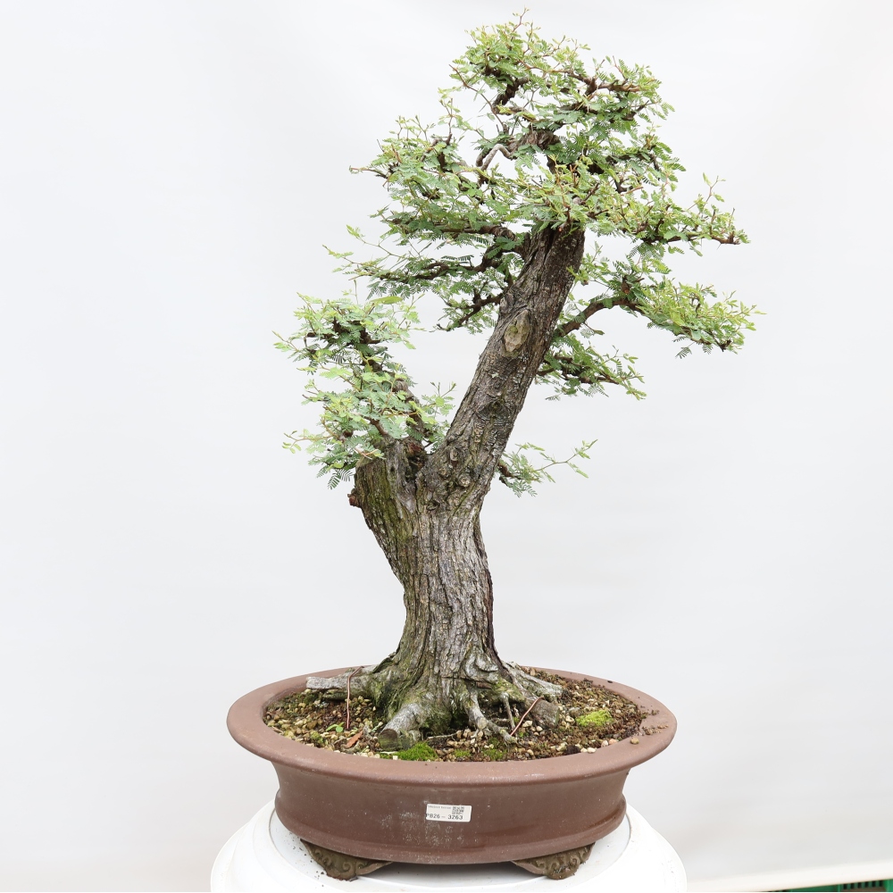 Izba bonsai – Akacia Arabica