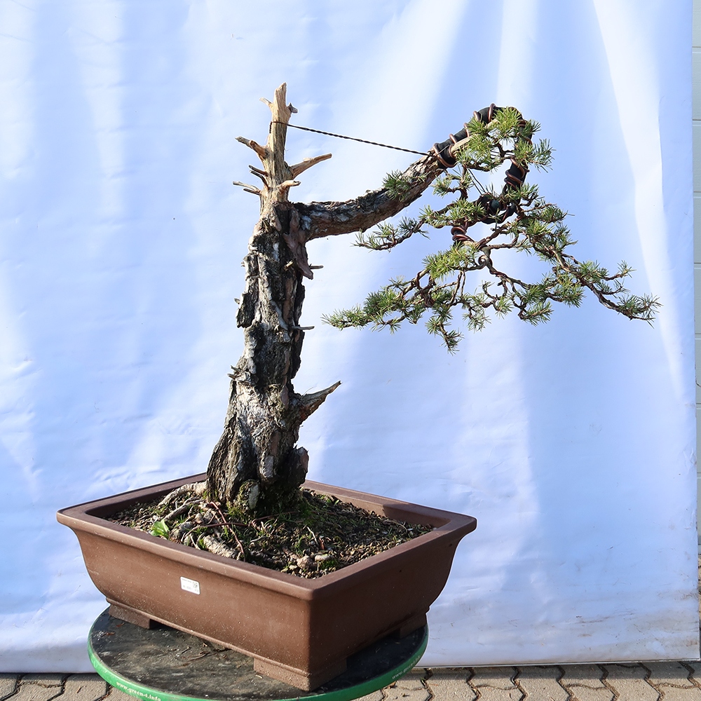 Pinus sylvestris Španielsko – borovica lesná