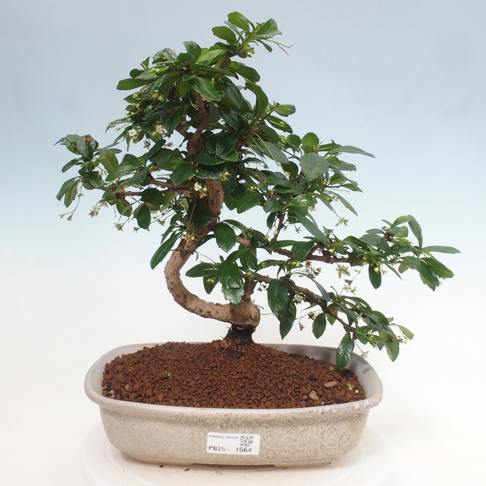 Izbová bonsai - Carmona macrophylla - Čaj fuki