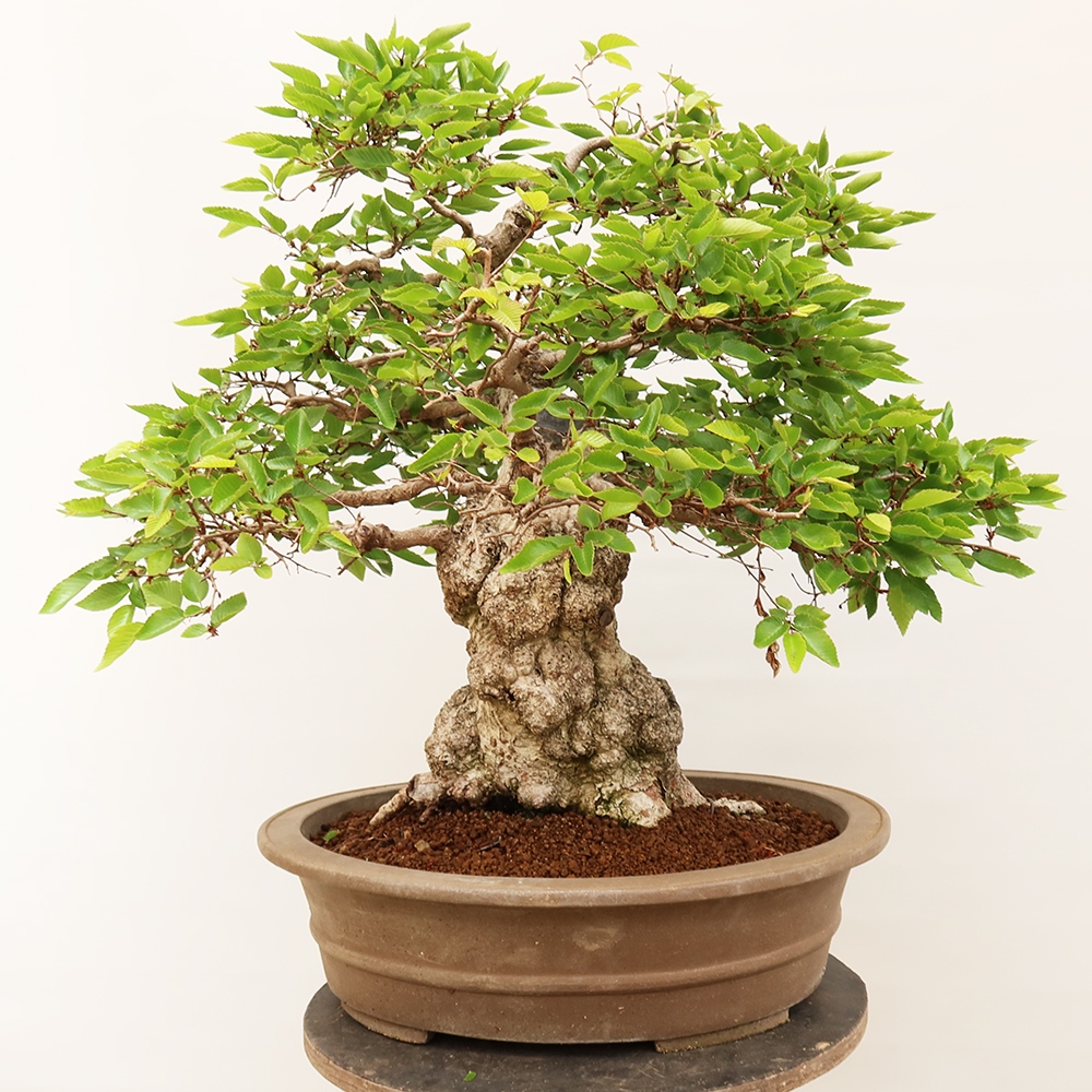 Vonkajší bonsai -Carpinus Coreana - Hrab kórejský