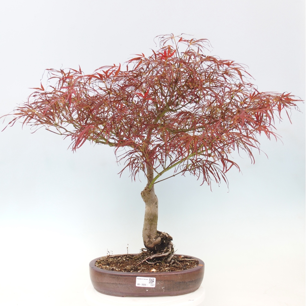 Vonkajší bonsaj - Acer palmatum RED PYGMY