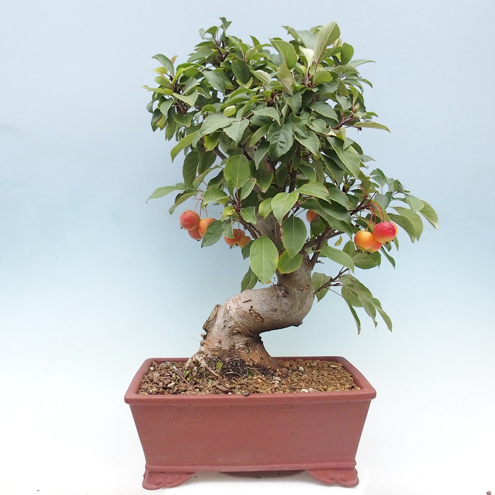 Vonkajší bonsai -Malus halliana - Maloplodá jabloň
