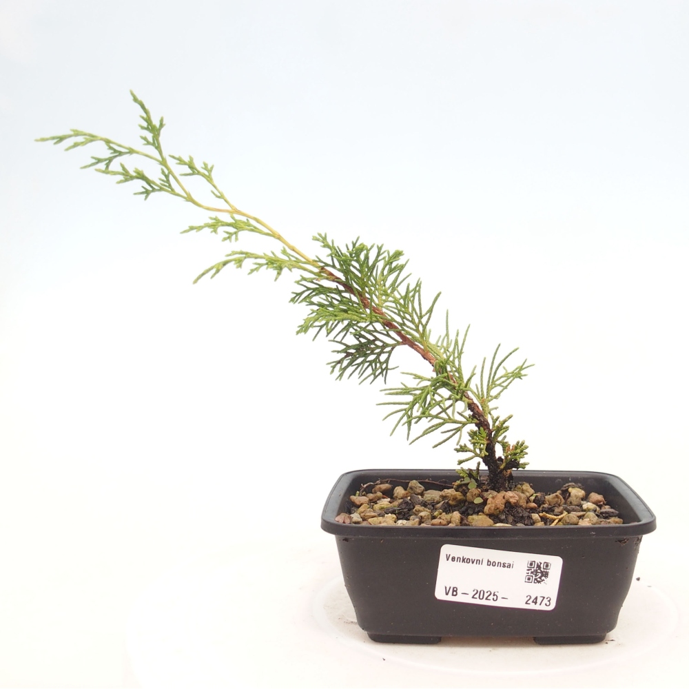 Vonkajší bonsai - Juniperus chinensis Itoigawa -Jalovec čínsky
