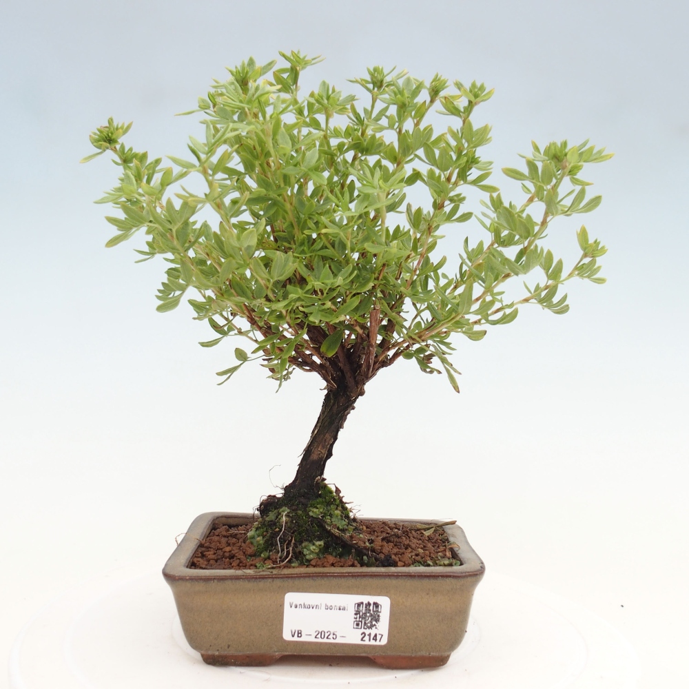 Vonkajšia bonsai-Nátržník krovitá - potentila fruticosa yellow Bird