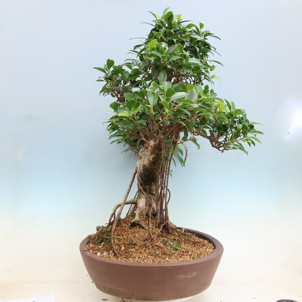 Izbové bonsaje - Ficus kimmen - drobnolistý fikus