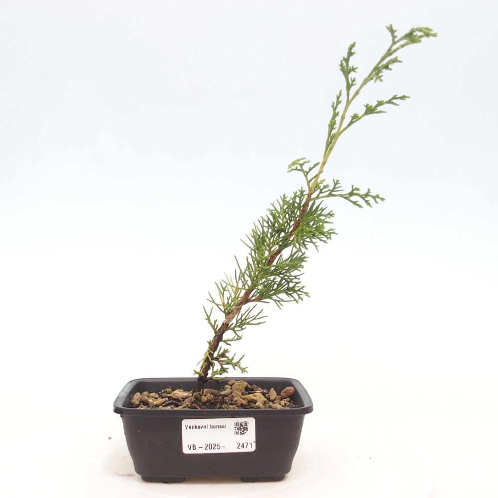 Vonkajší bonsai - Juniperus chinensis Itoigawa -Jalovec čínsky