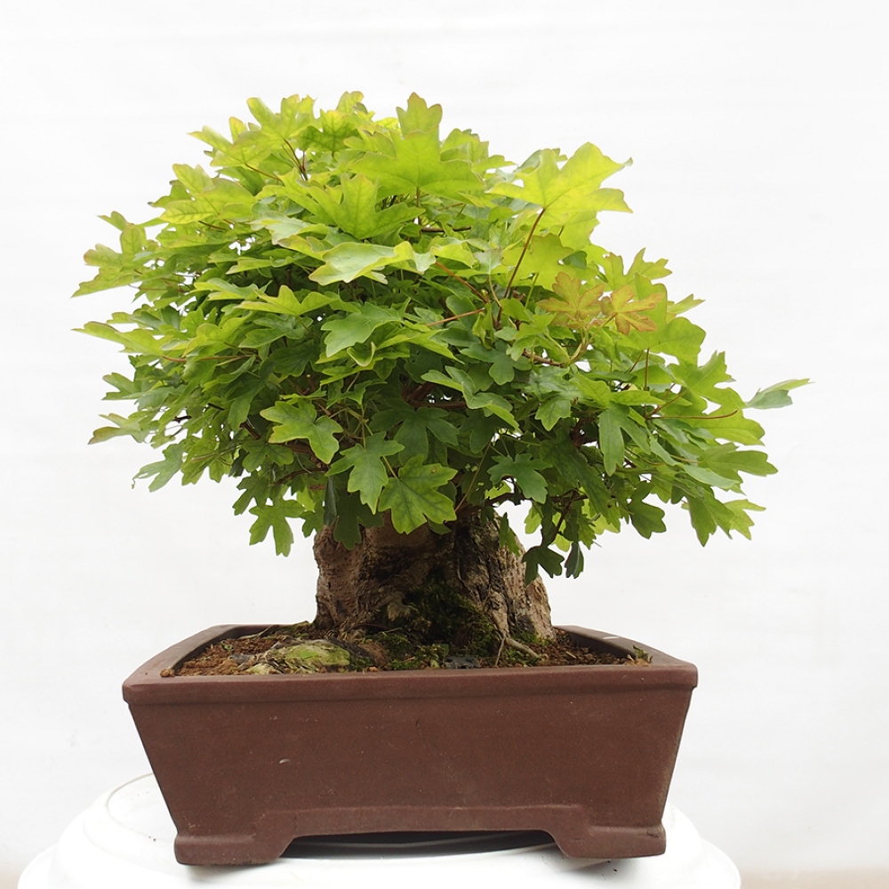 Vonkajší bonsai -Javor babyka - Acer campestre