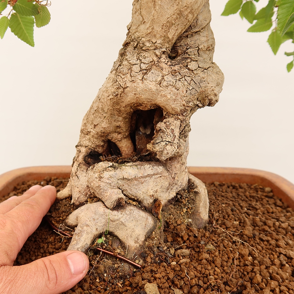 Vonkajší bonsai -Carpinus Coreana - Hrab kórejský