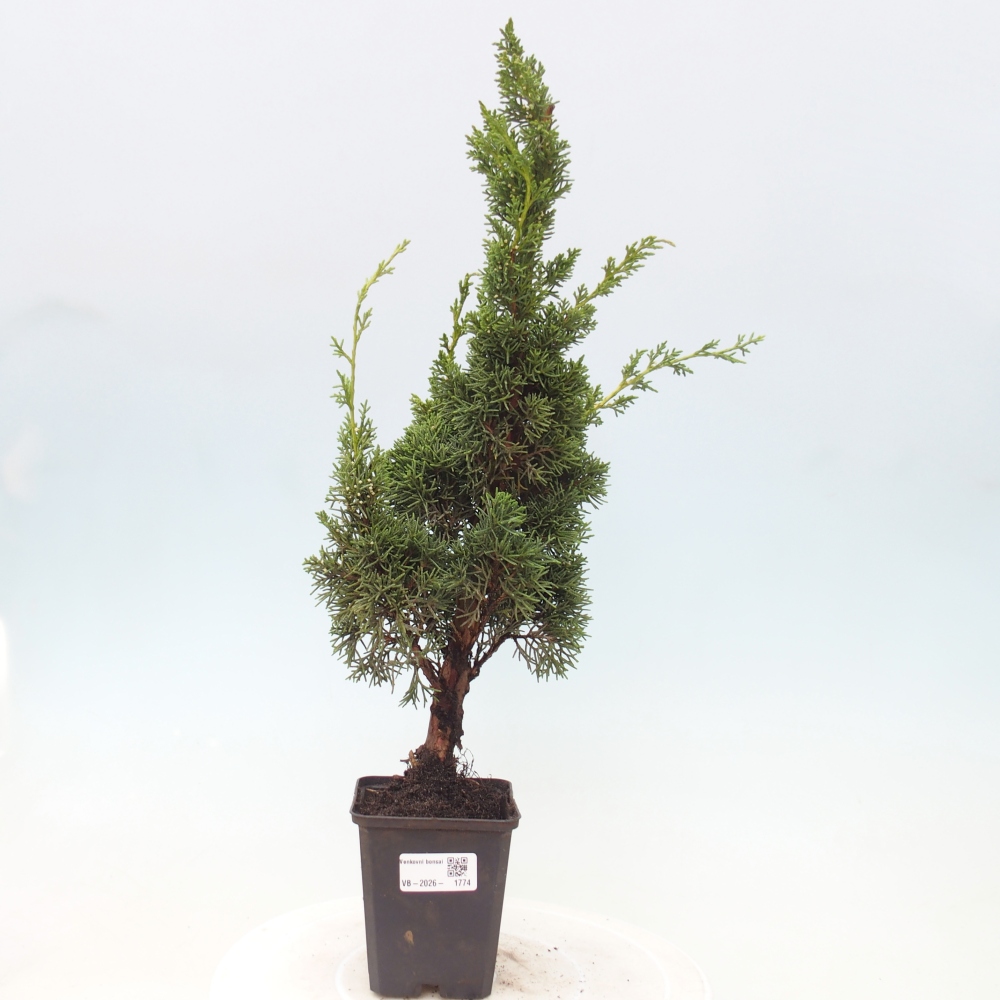 Vonkajší bonsaj - Juniperus chinensis Kishu