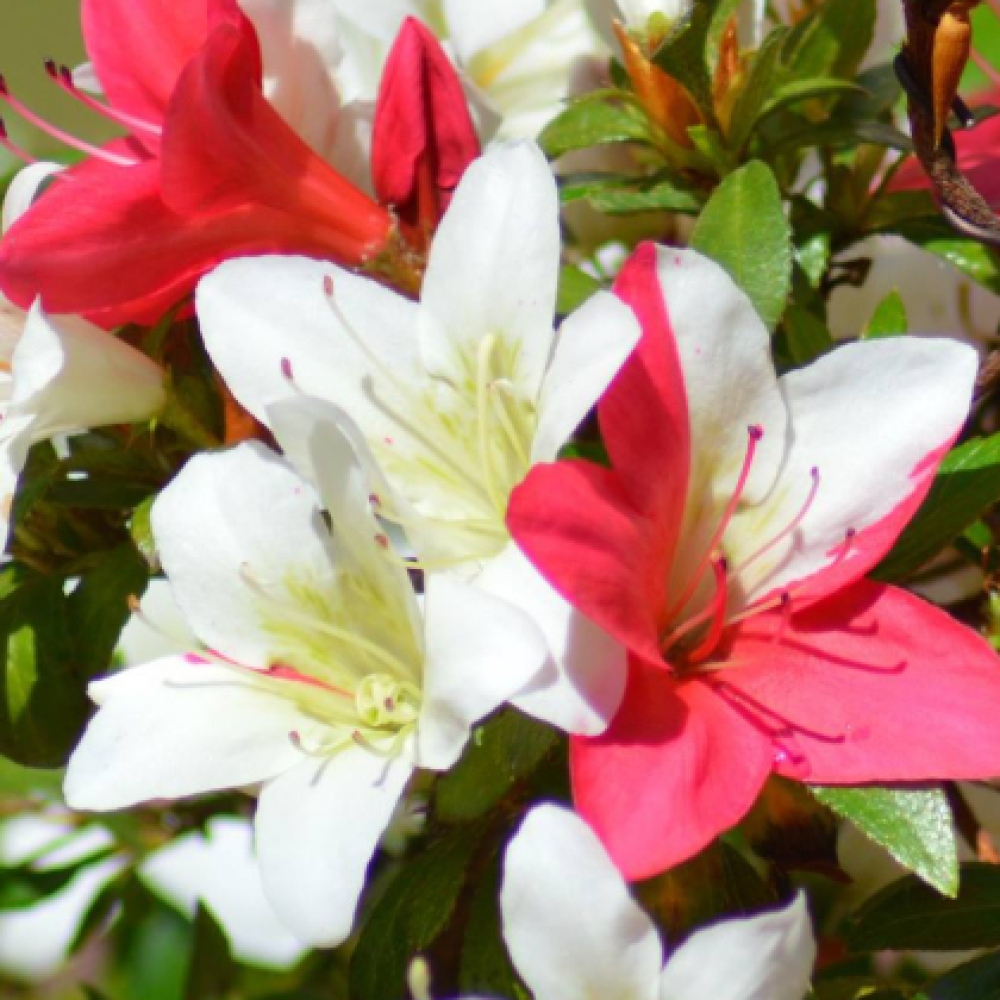 Vonkajší bonsaj - Japonská azalka - Azalka CHIHIRO