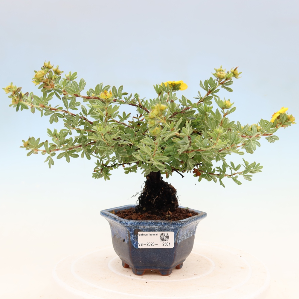Vonkajšie bonsaje - Potentila fruticosa