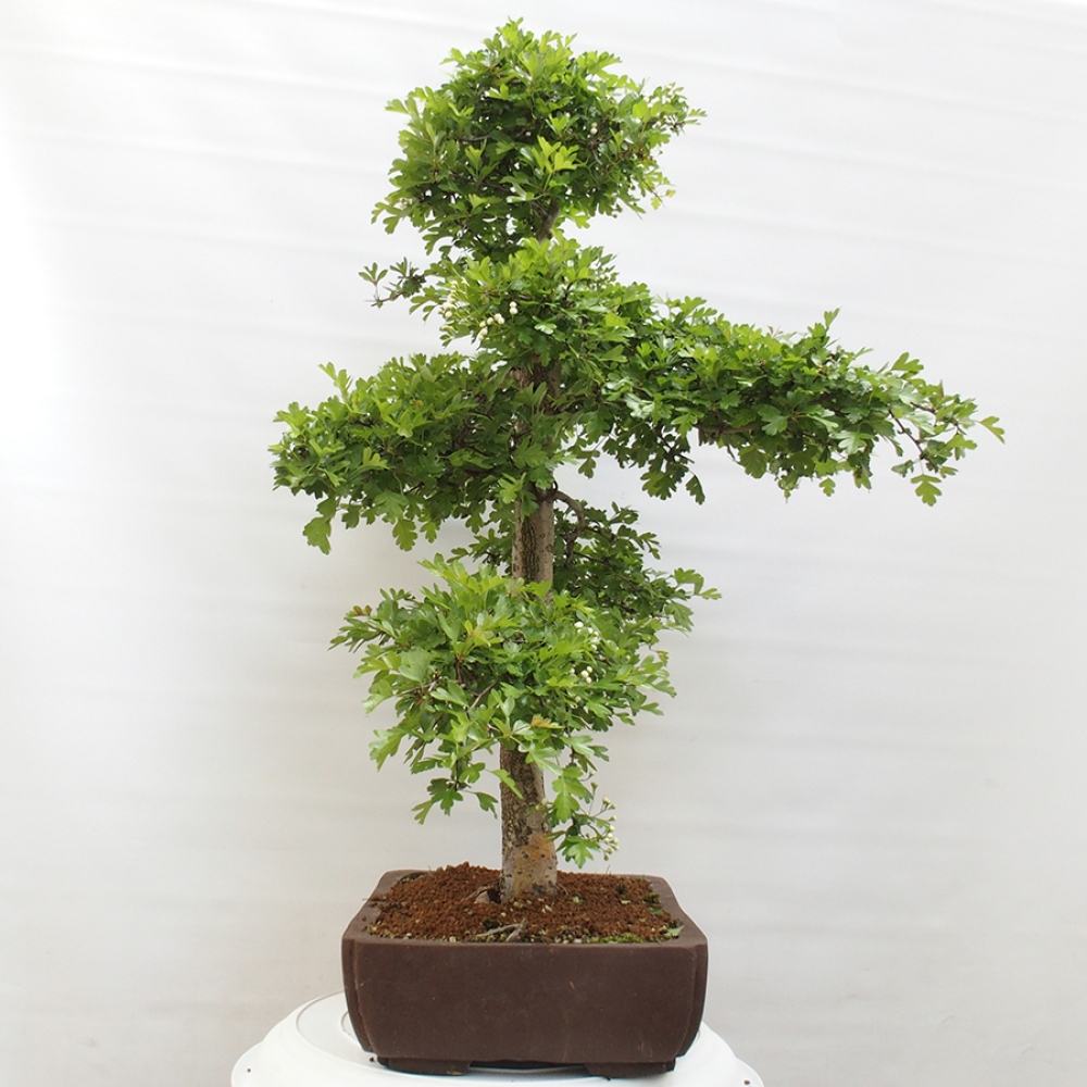 Vonkajší bonsai - Hloh - Crataegus monogyna