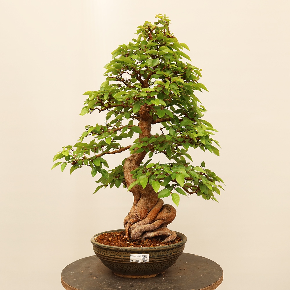 Vonkajší bonsai -Carpinus Coreana - Hrab kórejský
