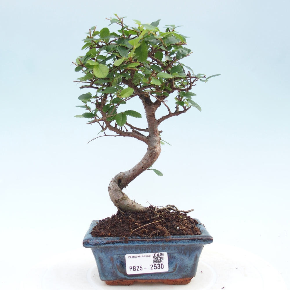 Izbová bonsai - Ulmus parvifolia - Malolistý jilm