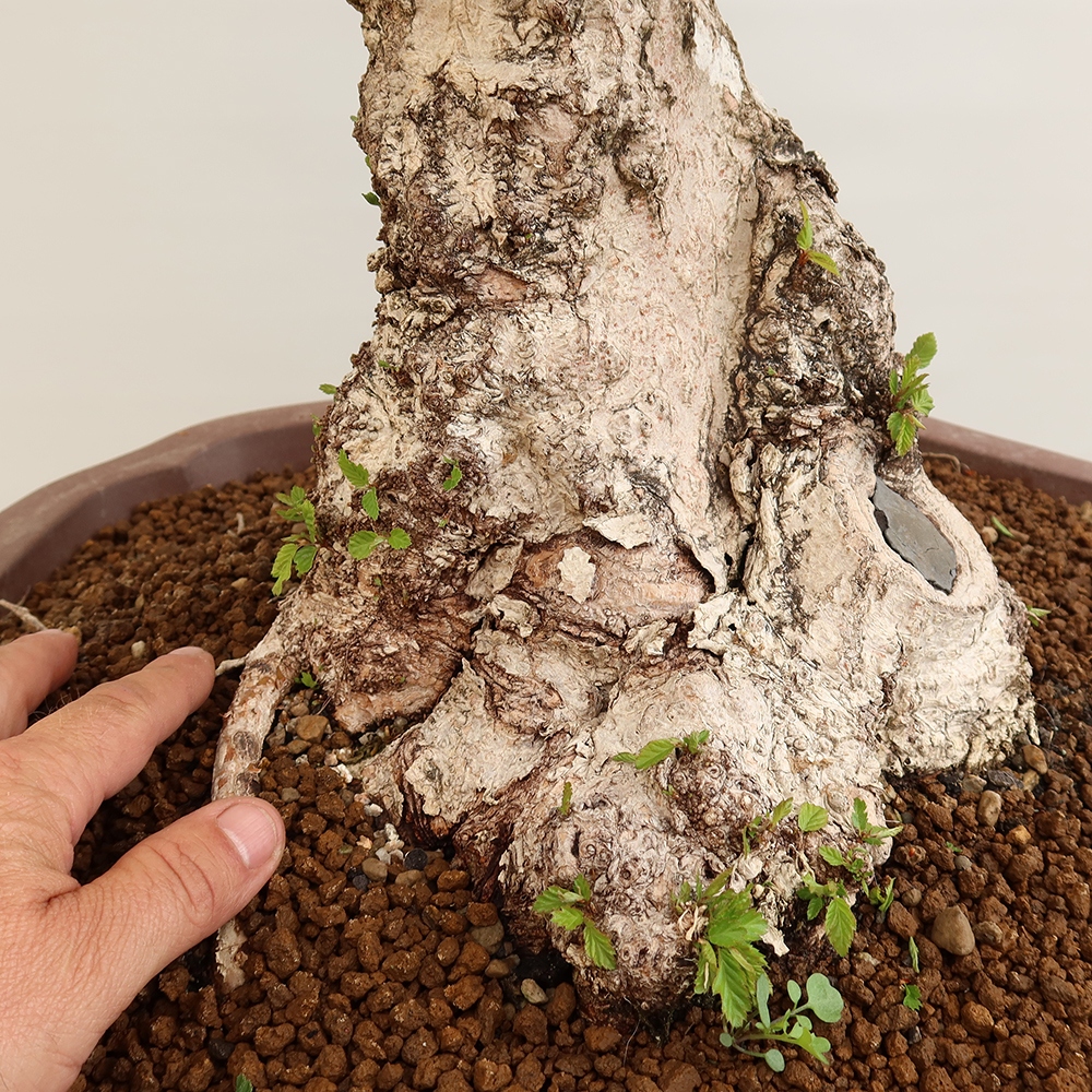 Vonkajší bonsai -Carpinus Coreana - Hrab kórejský