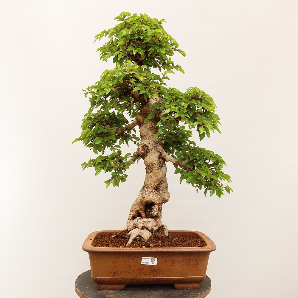 Vonkajší bonsai -Carpinus Coreana - Hrab kórejský