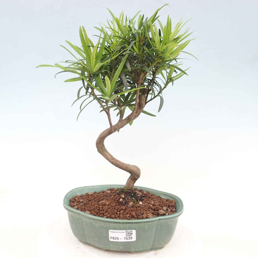 Izbové bonsaje - Podocarpus - Kamenný tis