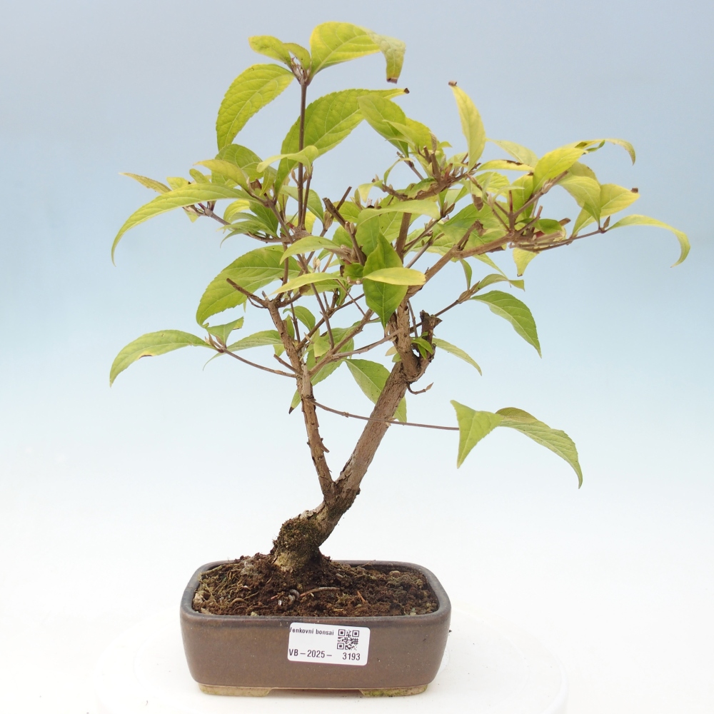 Vonkajšia bonsai - krásnoplodka - Callicarpa jap. Leucocarpa