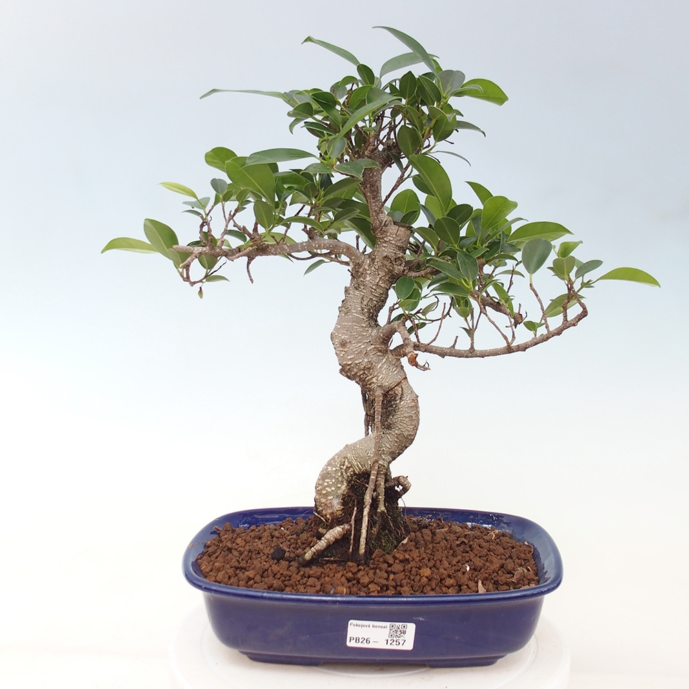 Izbová bonsai - Ficus kimmen - malolistá fikus