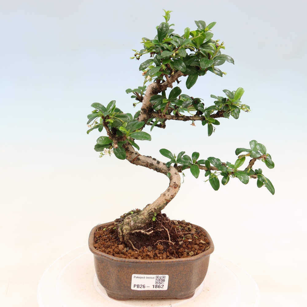 Izbové bonsaje - Carmona macrophylla - Tea fuki