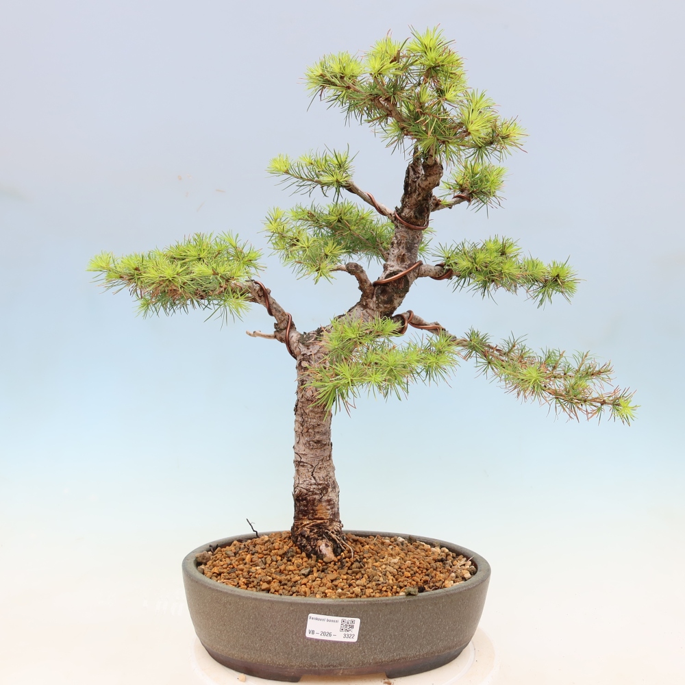 Vonkajšie bonsaje -Larix decidua - Smrekovec