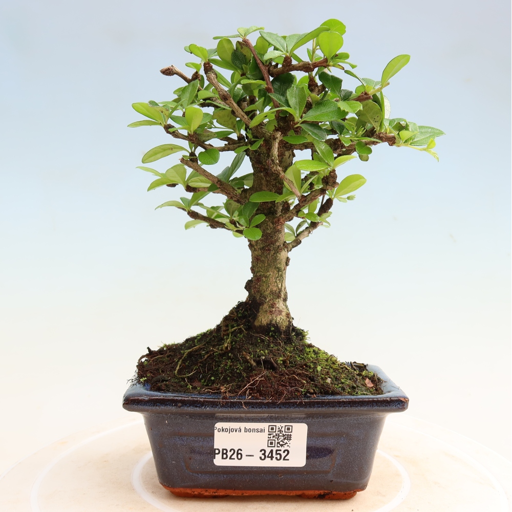 Izbové bonsaje - Carmona macrophylla - Tea fuki
