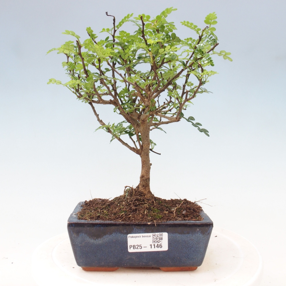 Izbová bonsai - Zantoxylum piperitum - piepor