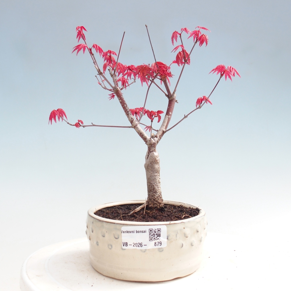 Vonkajší bonsaj - Acer palmatum DESHOJO