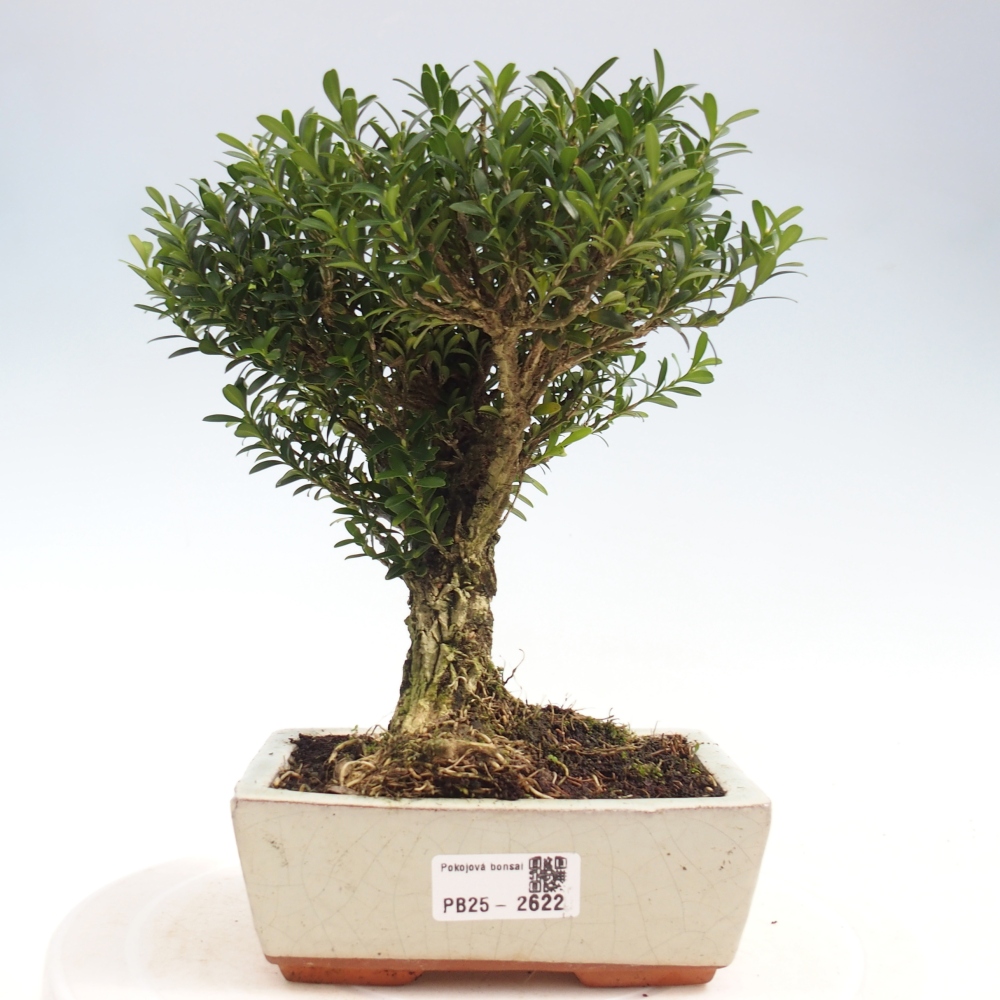 Izbová bonsai - Buxus harlandii -korkový buxus