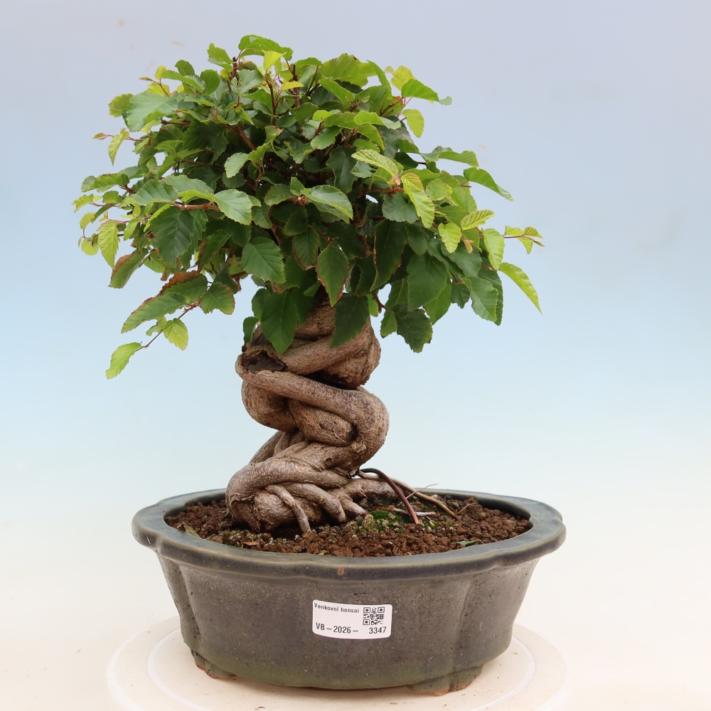 Vonkajší bonsaj -Carpinus coreana - Hrab kórejský