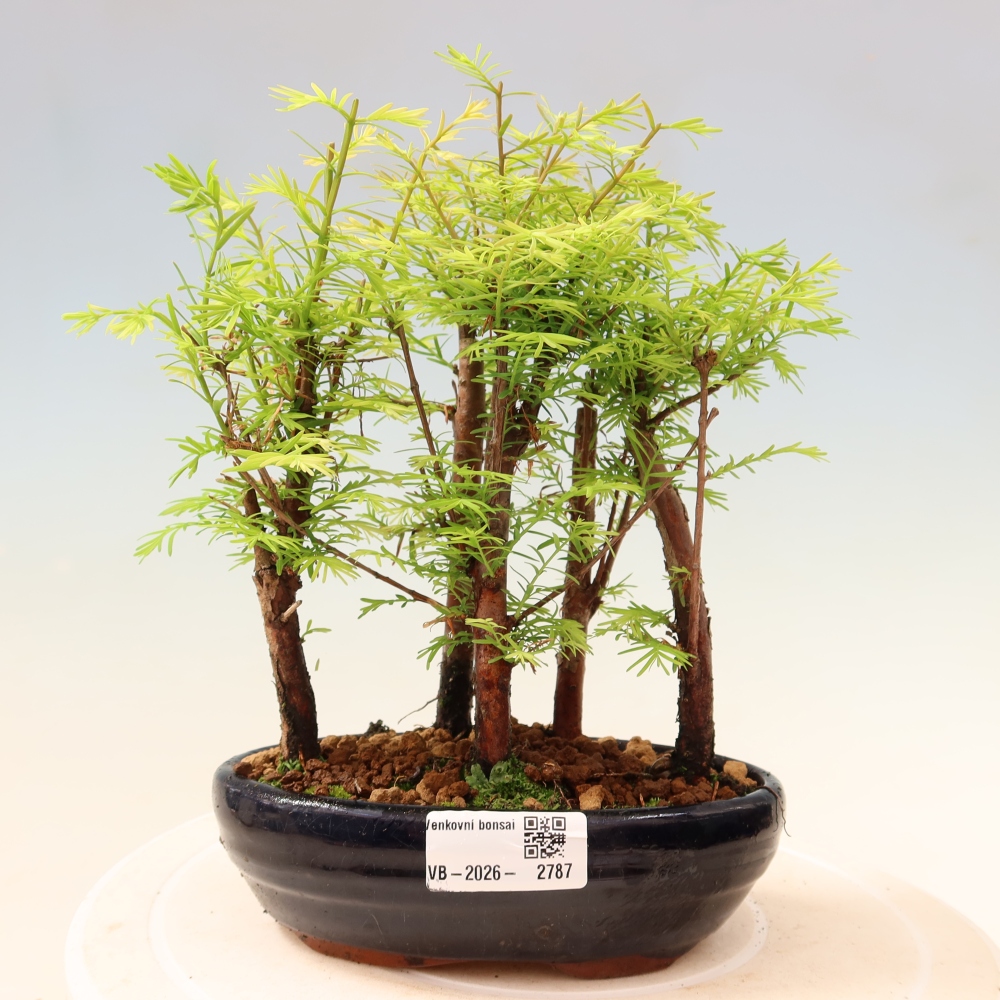 Vonkajší bonsai – Metasequoia glyptostroboides – čínska metasekvoja – hájik