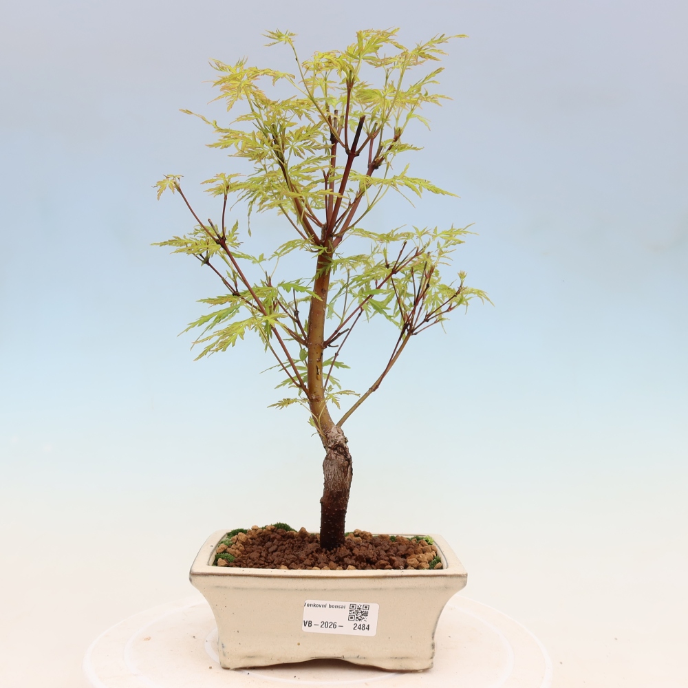 Vonkajšie bonsai - Acer palmatum Dissectum - Javor dlaňolistý 