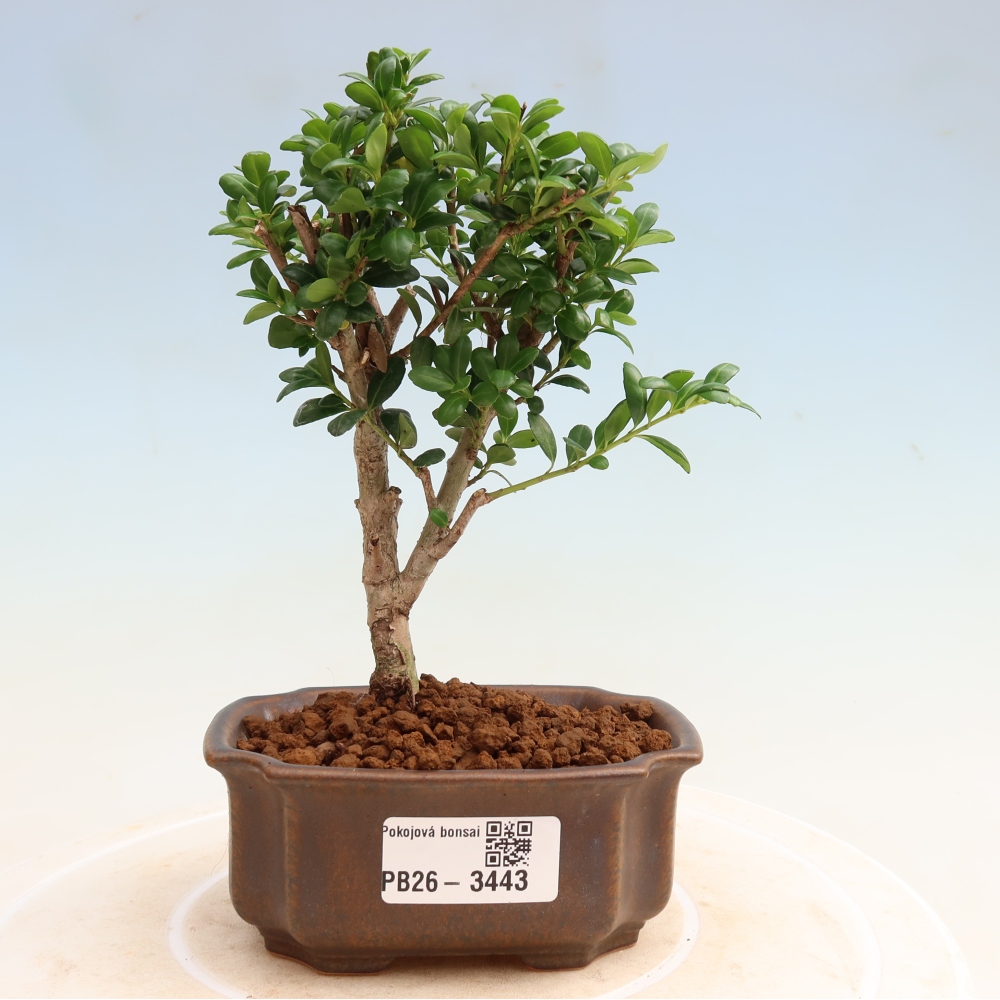 Izbový bonsaj - Ilex crenata - Cesmína
