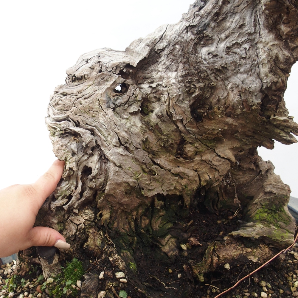 Izbová bonsai - Olea europaea sylvestris -Oliva evropská drobnolistá