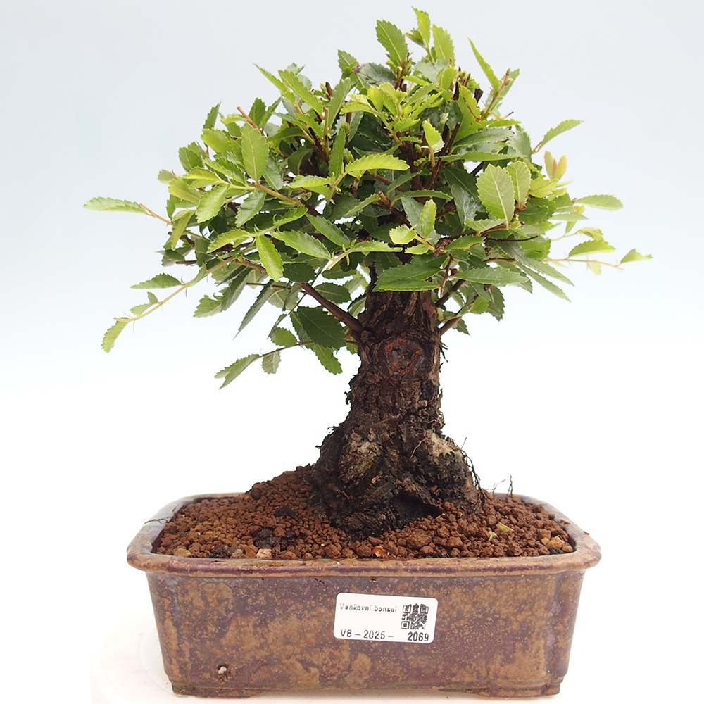 Vonkajšie bonsai - Zelkova - Zelkova Nirom