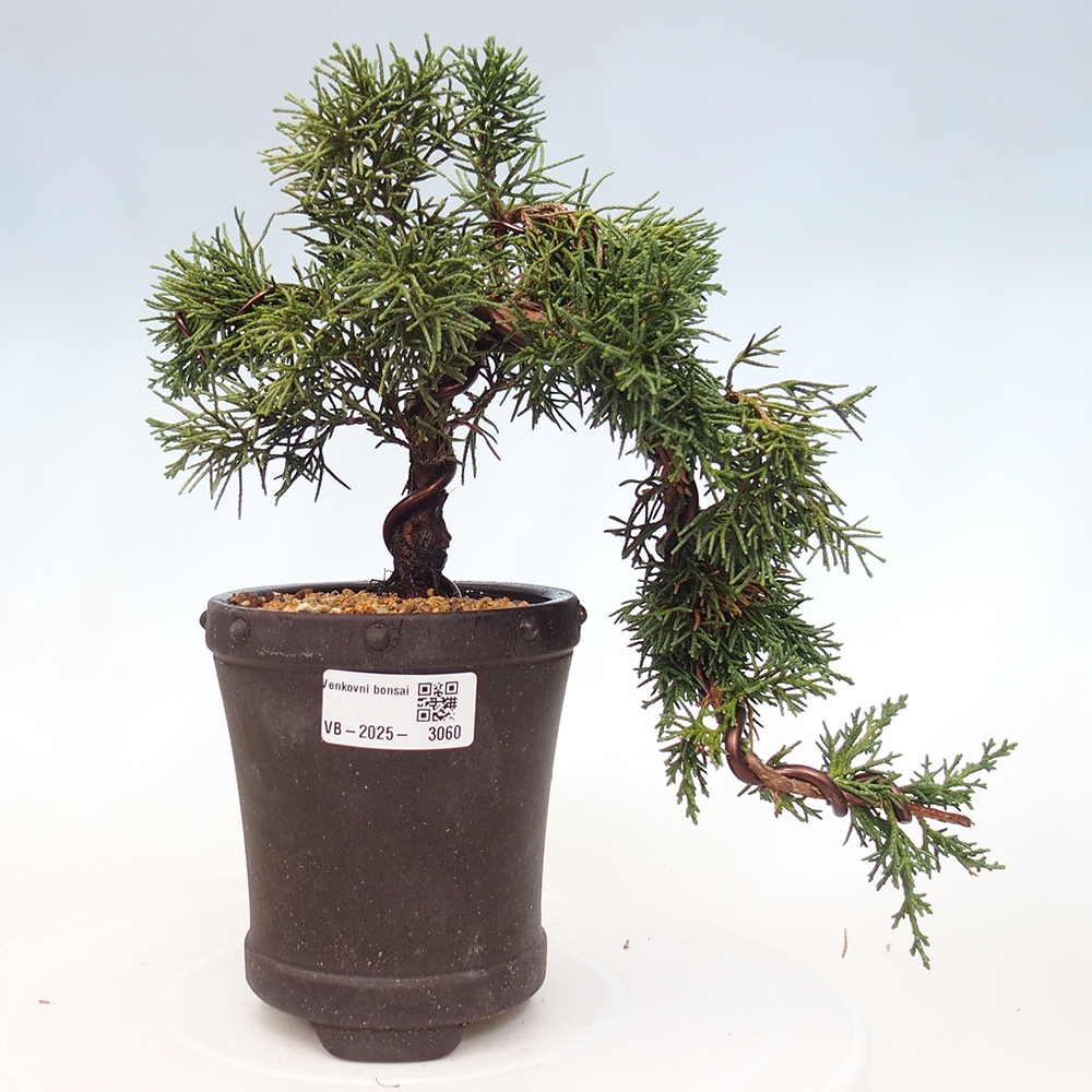 Vonkajší bonsai - Juniperus chinensis Kishu -Jalovec čínsky