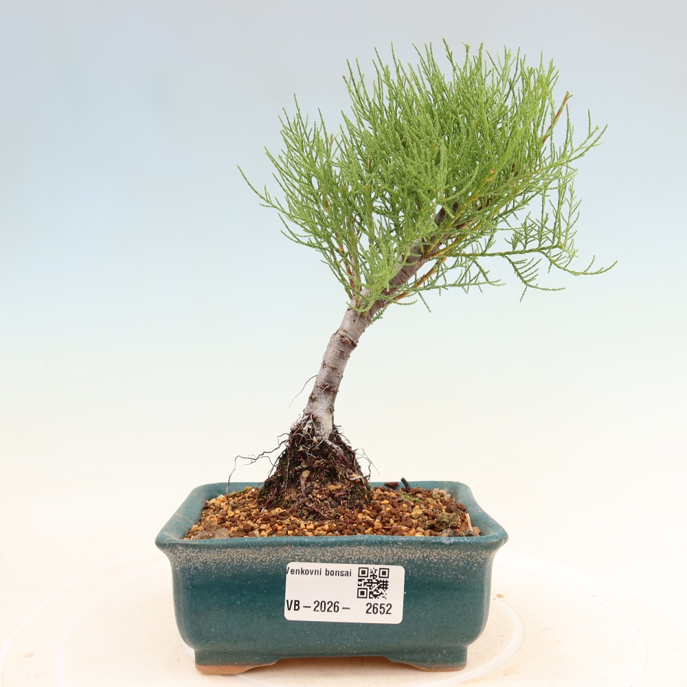Vonkajšie bonsaje – Tamaryšek – Tamarix