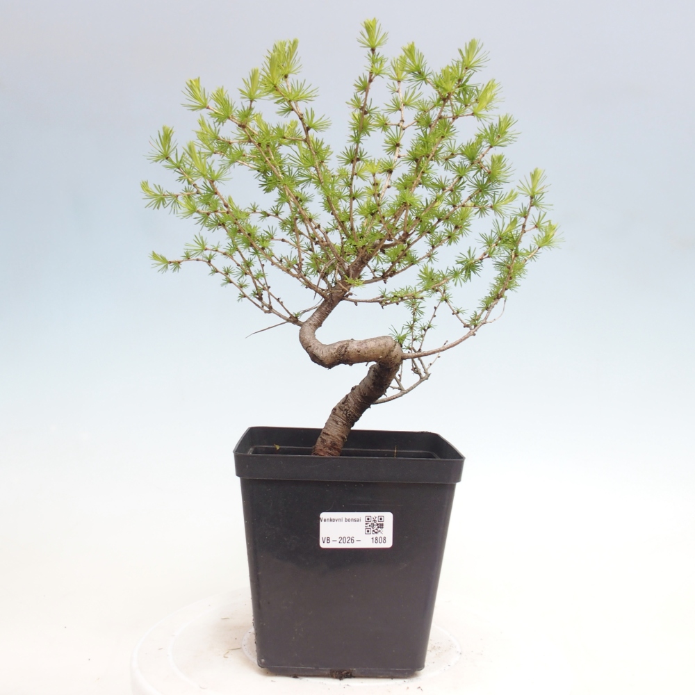 Vonkajšie bonsaje -Larix decidua - Smrekovec