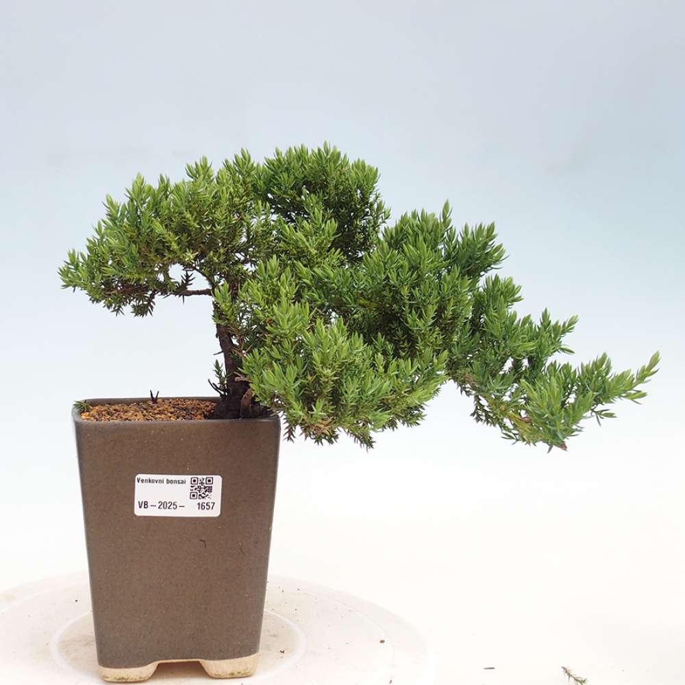 Vonkajší bonsai - Juniperus procumbens - Borievka polehavá