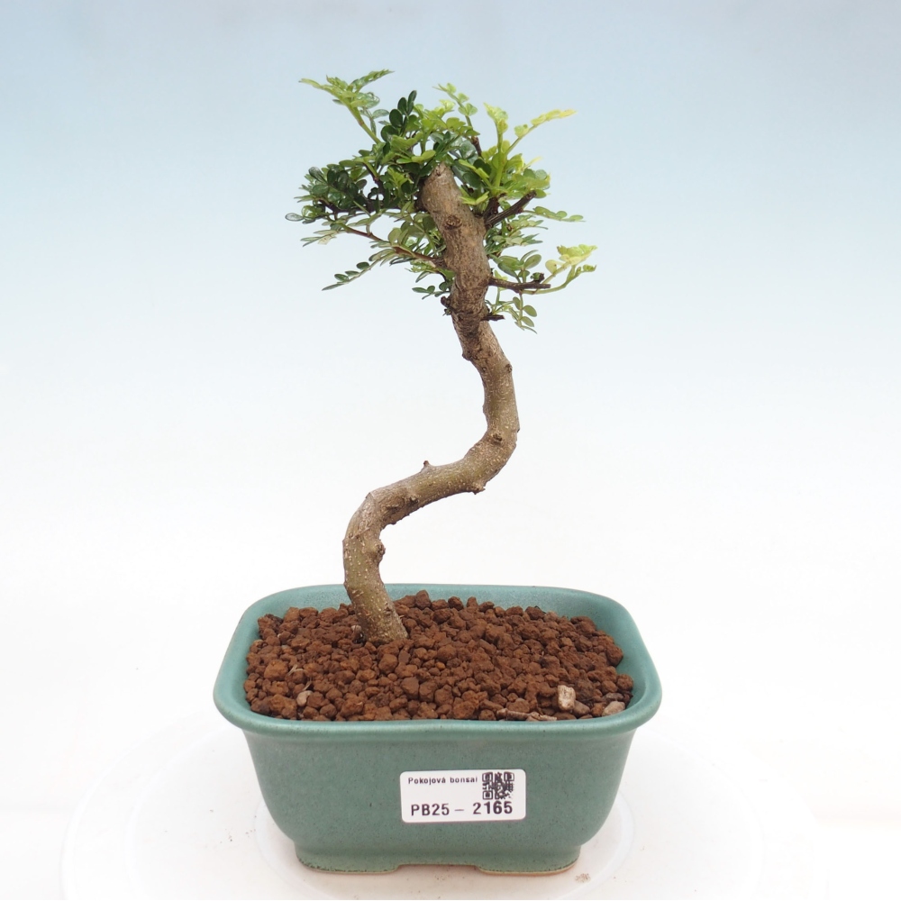 Izbová bonsai -Ligustrum chinensis - Vtáčí zob