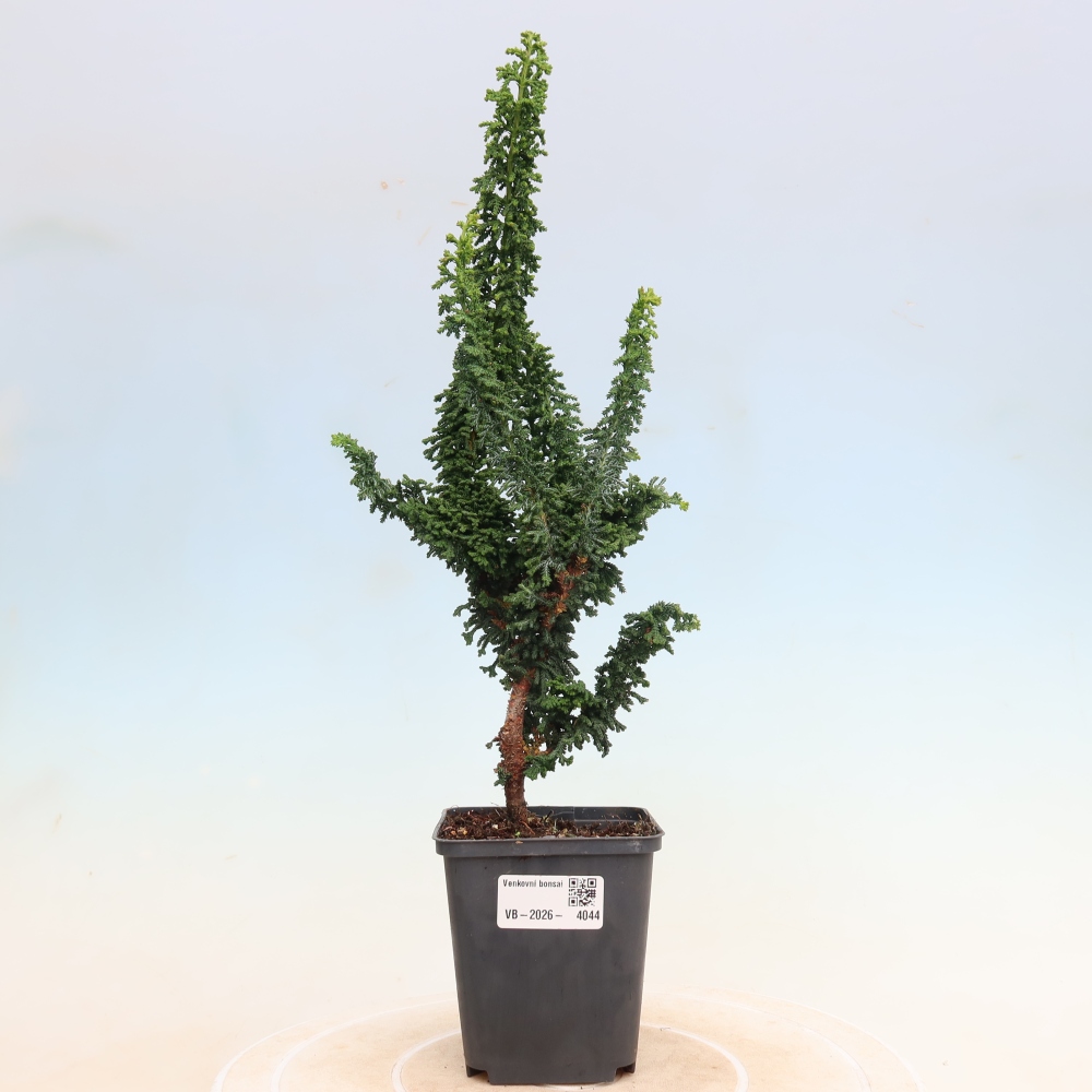 Vonkajší bonsaj - Cham. obtusa SEKKA HINOKI - Cypruštek