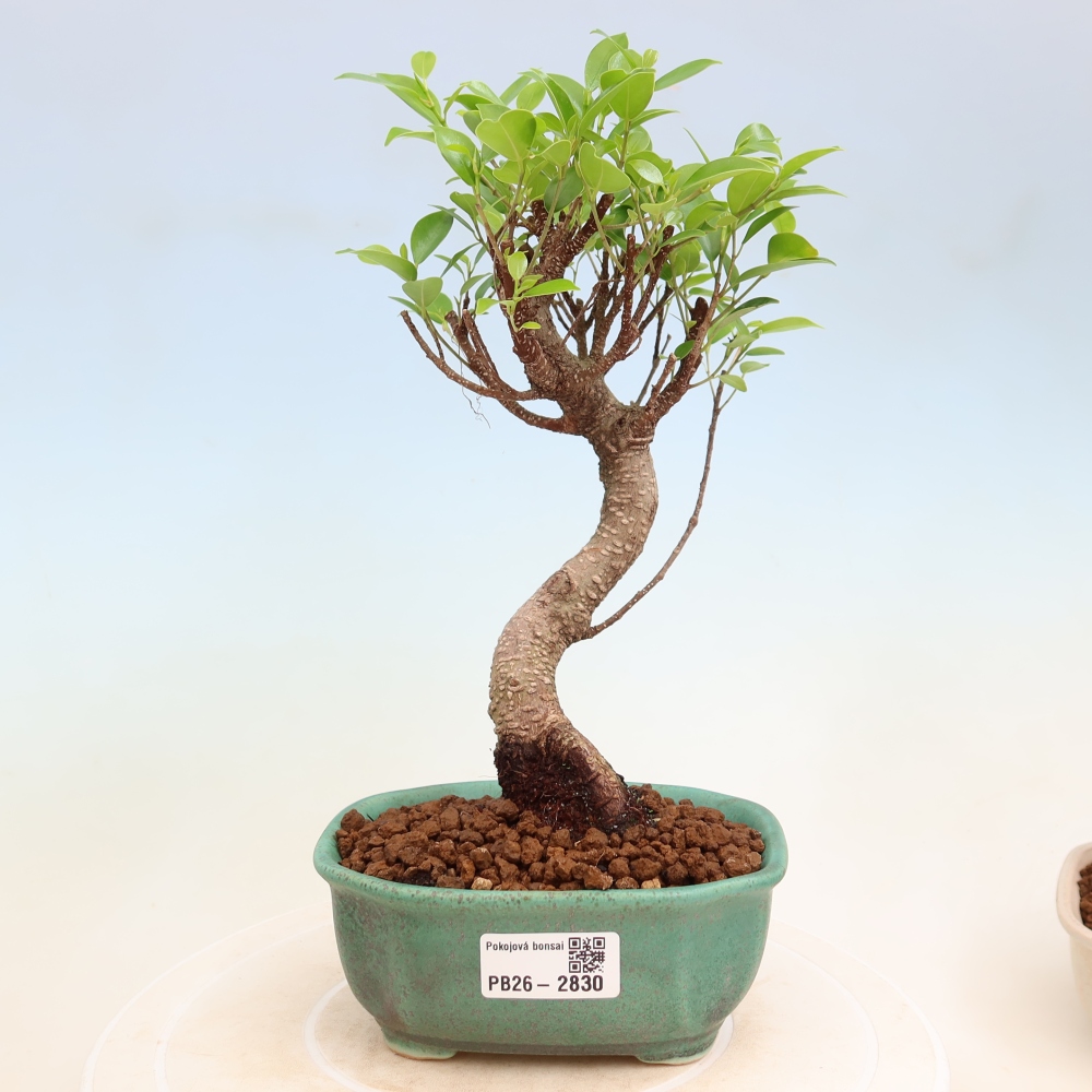 Izbové bonsaje - Ficus kimmen - drobnolistý fikus