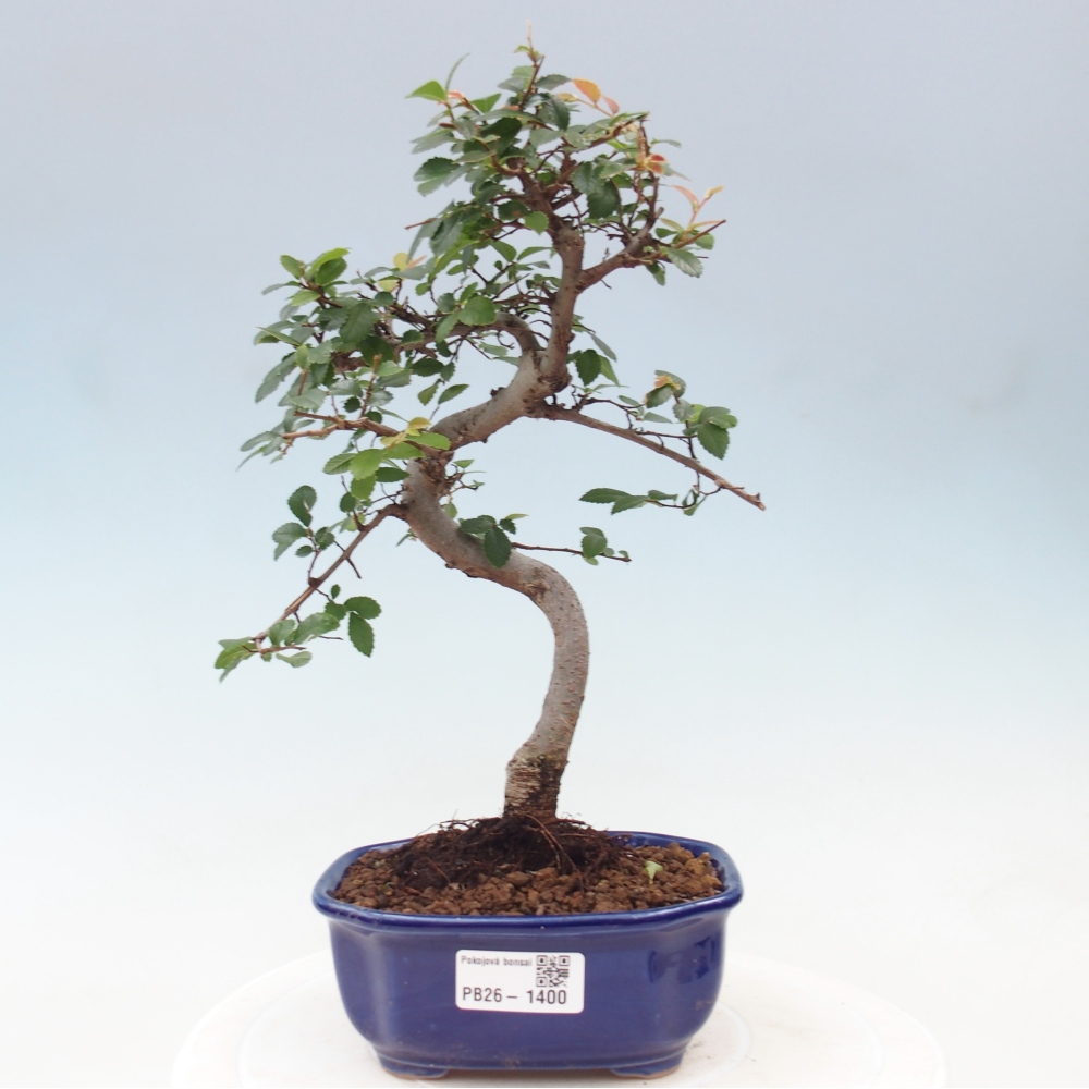 Izbový bonsaj - Ulmus parvifolia - brest malolistý