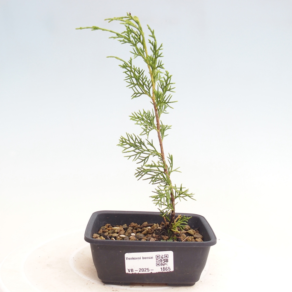 Vonkajší bonsai - Juniperus chinensis Itoigawa -Jalovec čínsky