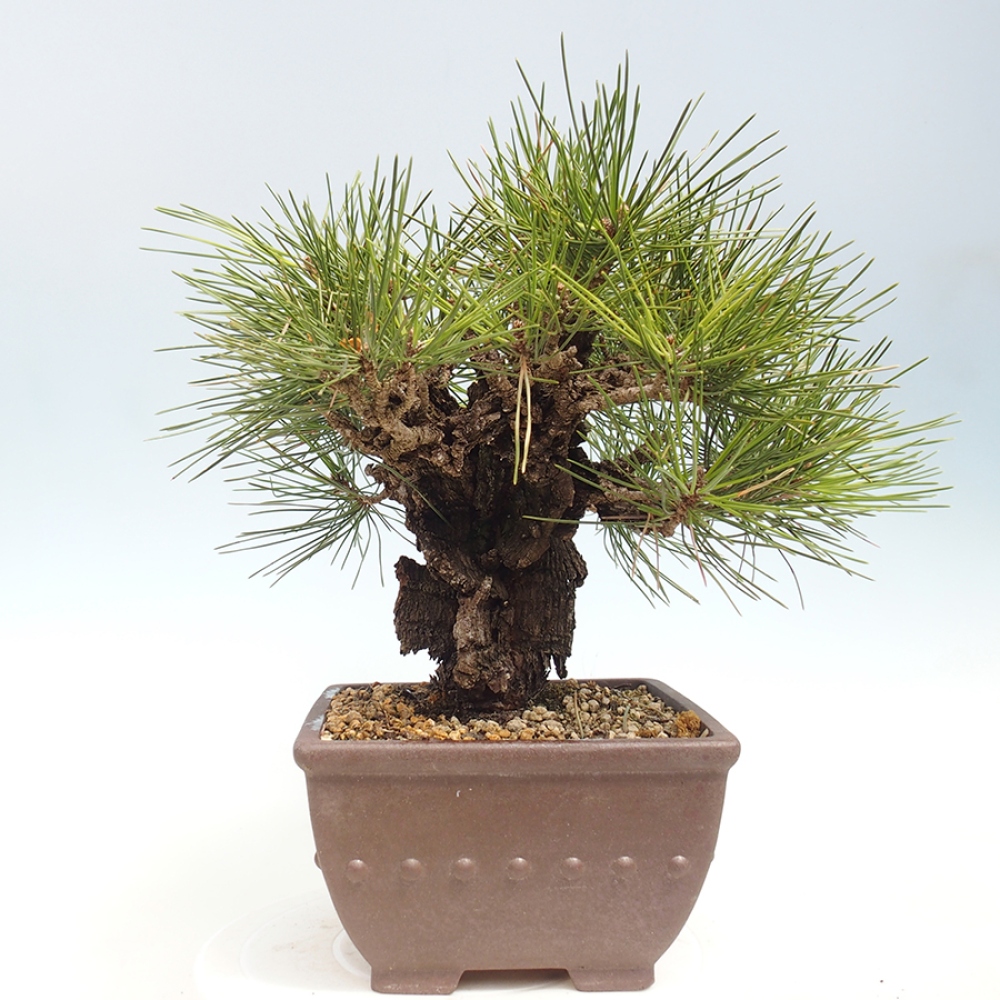 Vonkajšie bonsaje - Pinus thunbergii - borovica Thunbergova
