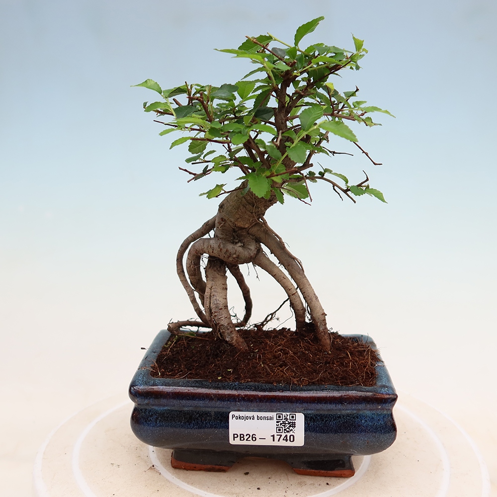 Izbový bonsaj - Ulmus parvifolia - brest malolistý