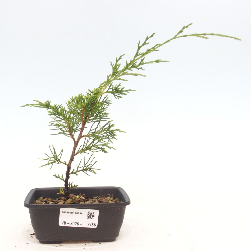 Vonkajší bonsai - Juniperus chinensis Itoigawa -Jalovec čínsky