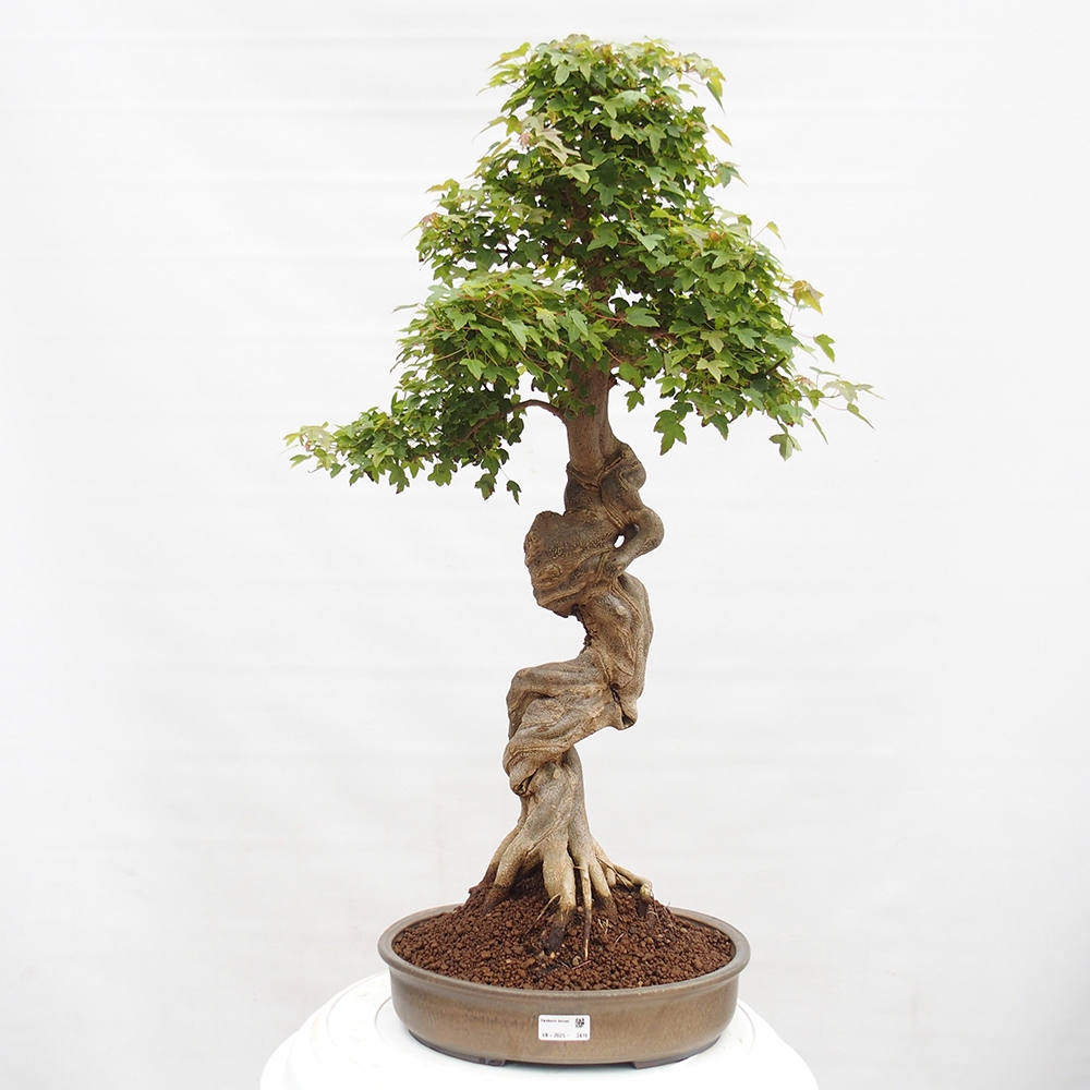 Vonkajšie bonsai - Javor Buergerianum - Javor Burgerův