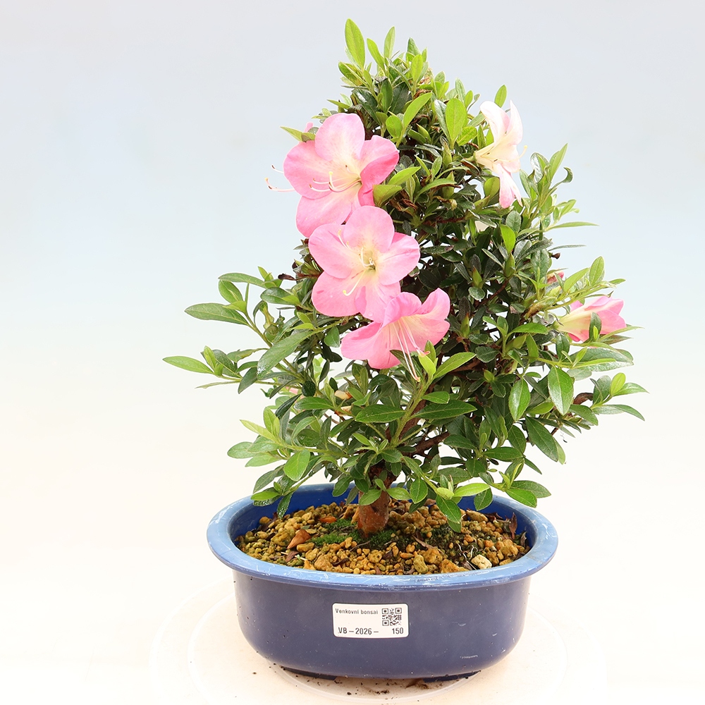 Vonkajšie bonsaje - Japonské azalky - Azalea Santoka