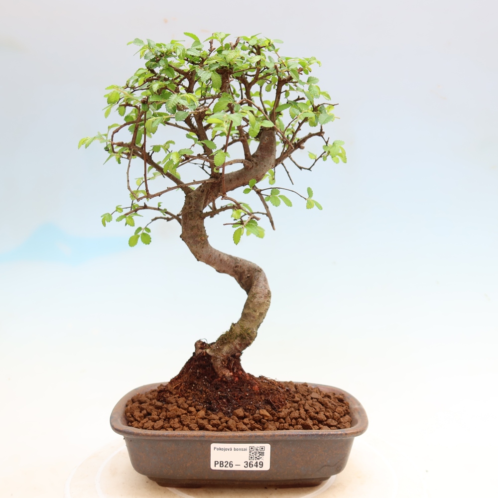 Izbový bonsaj - Ulmus parvifolia - brest malolistý
